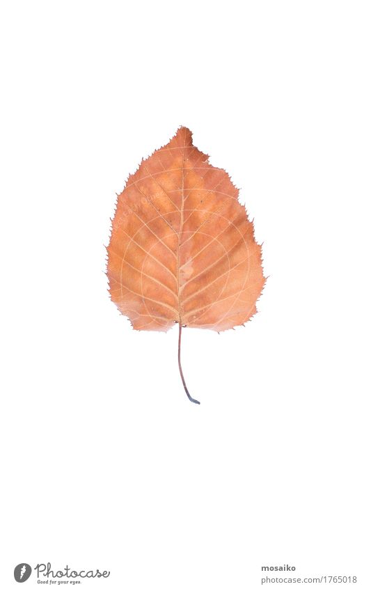 Herbarium Design Bildung Wissenschaften Umwelt Natur Pflanze Herbst Blatt ästhetisch außergewöhnlich einzigartig natürlich Originalität retro braun