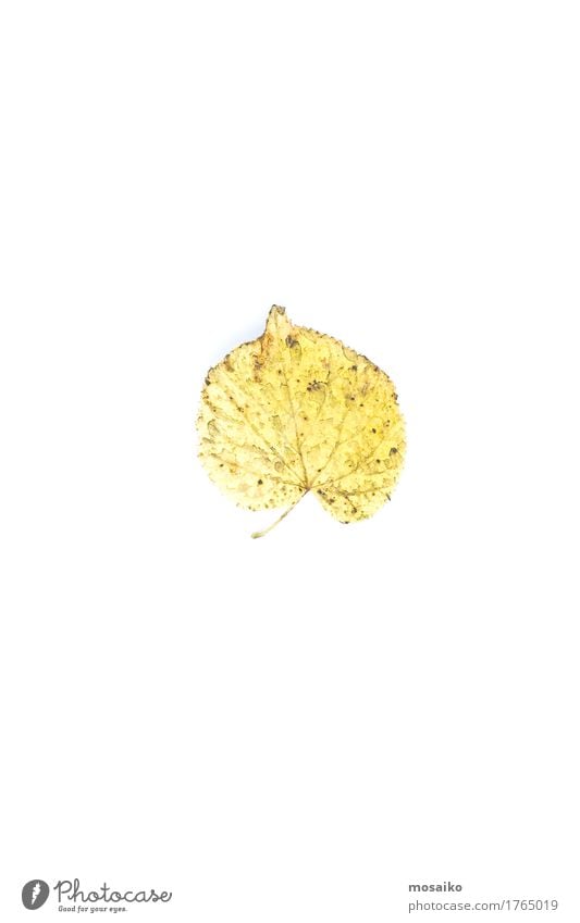 Herbarium Design Bildung Wissenschaften Umwelt Natur Pflanze Herbst Blatt ästhetisch authentisch außergewöhnlich einzigartig natürlich Originalität retro gelb