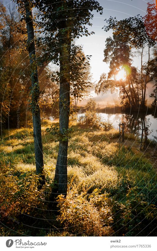 Goldener Morgen Umwelt Natur Landschaft Pflanze Wasser Wolkenloser Himmel Schönes Wetter Baum Gras Sträucher Wildpflanze Bach Sommer leuchten fantastisch