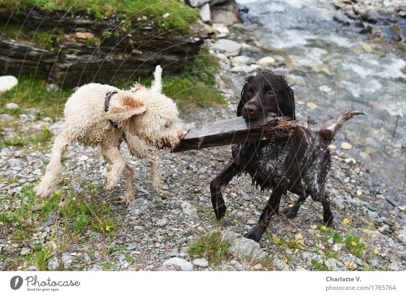 Stockkampf Tier Haustier Hund 2 Stein Holz Wasser Bewegung festhalten hängen kämpfen Blick Spielen springen toben tragen Zusammensein nass Geschwindigkeit wild