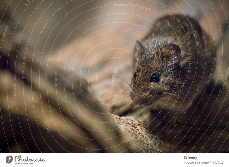 Mäusken #3 Tier Wildtier Maus 1 beobachten klein Neugier Natur Farbfoto Detailaufnahme Makroaufnahme Luftaufnahme Menschenleer Tag Kunstlicht