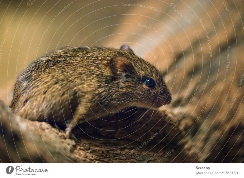 Mäusken #2 Tier Wildtier Maus 1 klein Wachsamkeit Natur Farbfoto Detailaufnahme Makroaufnahme Luftaufnahme Menschenleer Tag Kunstlicht Schwache Tiefenschärfe
