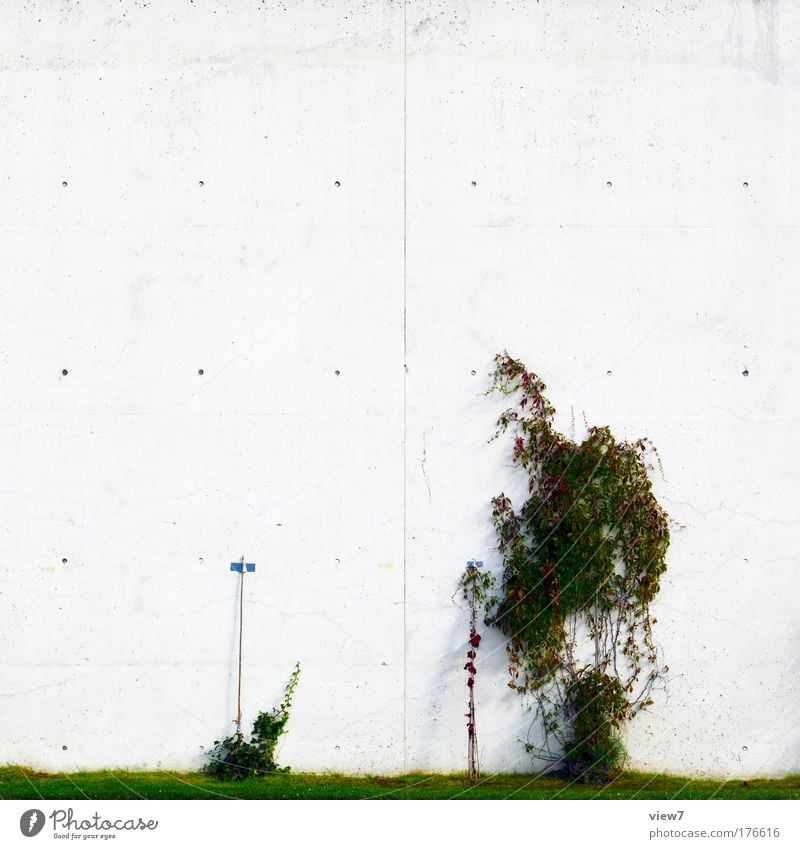 kleine Pflanzenfamilie Farbfoto Außenaufnahme Detailaufnahme Menschenleer Textfreiraum oben Starke Tiefenschärfe Umwelt Gras Sträucher Efeu Blatt Grünpflanze