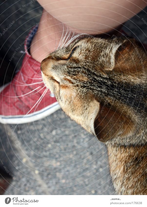 Katze fühlt Farbfoto Außenaufnahme Tag Vogelperspektive Beine Fuß Tier Fell 1 berühren genießen kuschlig natürlich weich Gefühle Sympathie Tierliebe
