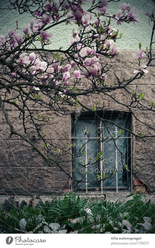 magnolien und stahl Farbfoto Außenaufnahme Natur Frühling Pflanze exotisch Magnolienbaum Magnolienblüte Haus Mauer Wand Fassade Fenster Stein Blühend dunkel