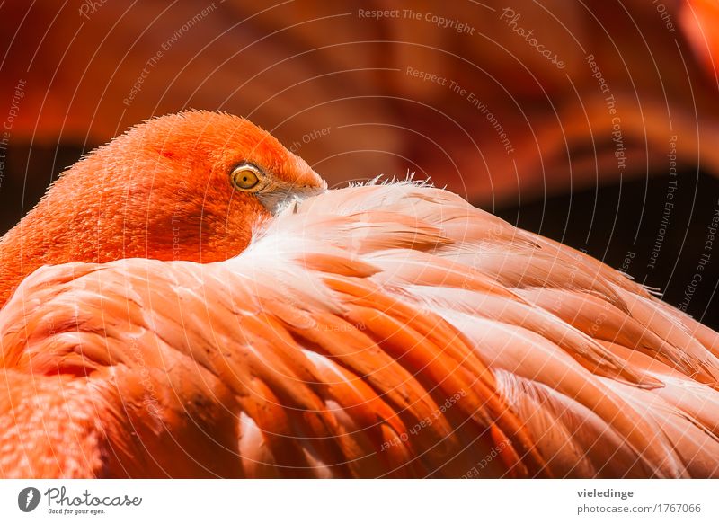 Flamingo-Portrait Zoo Tier Vogel 1 schlafen orange rot Auge Farbe Federn verstecken Farbfoto Außenaufnahme Nahaufnahme Menschenleer Textfreiraum oben