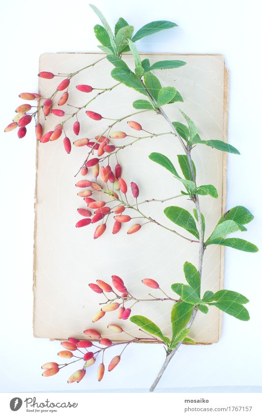 Herbarium elegant Stil Design exotisch Freizeit & Hobby Bildung Wissenschaften Schule Kunst Papier Farbe Genauigkeit Inspiration Stimmung Tradition Botanik