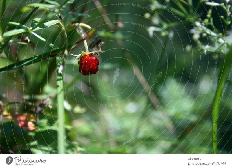 Walderdbeere Farbfoto Außenaufnahme Makroaufnahme Tag Frucht Natur Pflanze Sommer Gras genießen frisch lecker saftig grün rot Stimmung Lust Duft Erdbeeren