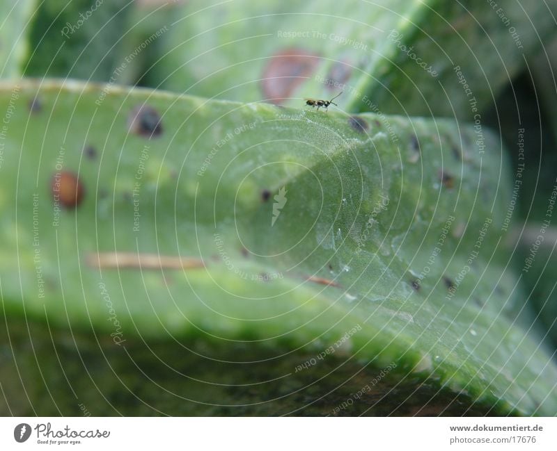 Ameisenarbeiter Blatt grün Detailaufnahme