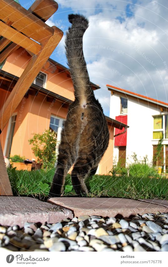 lebensnahe, ehrliche Fotografie Haustier laufen Momentaufnahme geblitzt Paparazzo Stalking belästigen verfolgen Sensationsgier Regenbogenpresse Skandal Katze
