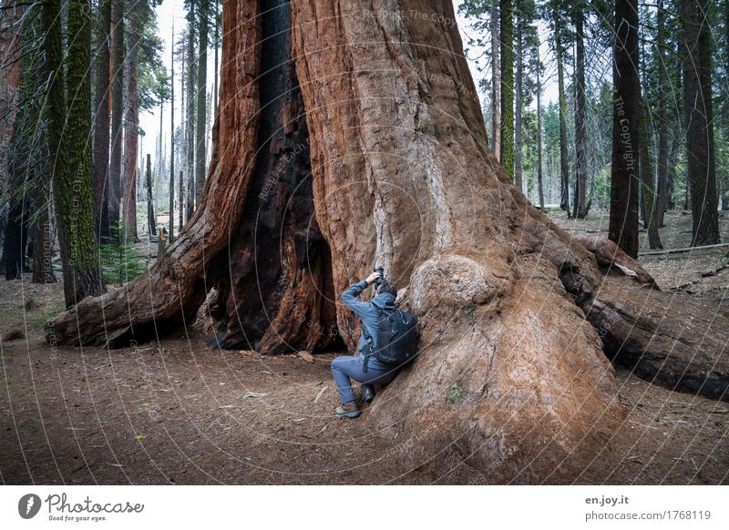 Auf großem Fuß leben Fotografieren Ferien & Urlaub & Reisen Tourismus Mann Erwachsene 1 Mensch Natur Landschaft Pflanze Baum Mammutbaum Baumstamm Wald