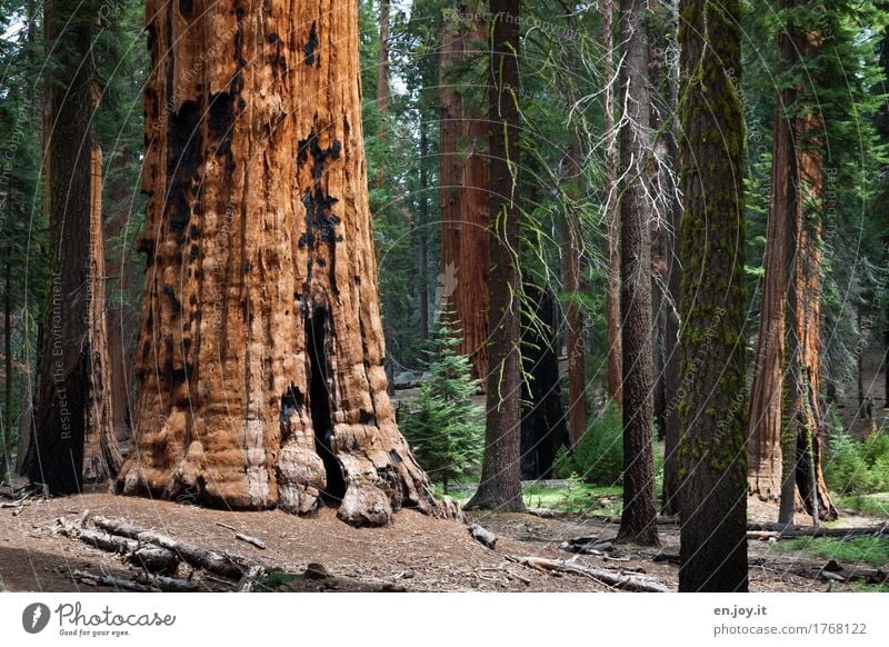 Man, ist der dick... Ferien & Urlaub & Reisen Umwelt Natur Landschaft Pflanze Baum Mammutbaum Baumstamm Wald Sequoia Nationalpark Kalifornien USA Amerika