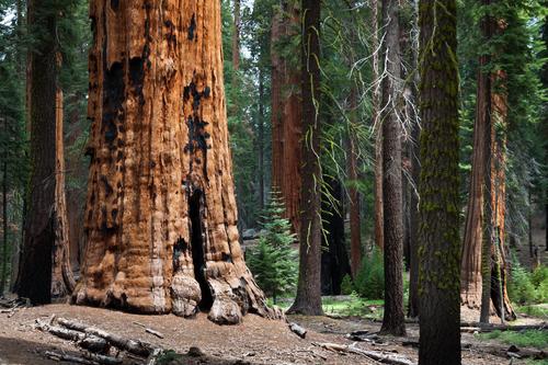 Man, ist der dick... Ferien & Urlaub & Reisen Umwelt Natur Landschaft Pflanze Baum Mammutbaum Baumstamm Wald Sequoia Nationalpark Kalifornien USA Amerika