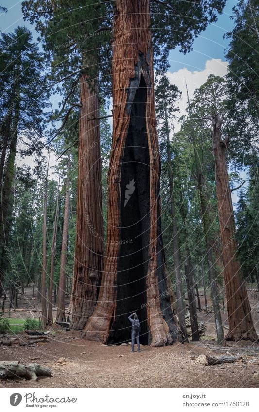 Überleben Ferien & Urlaub & Reisen Tourismus Mann Erwachsene 1 Mensch Umwelt Natur Landschaft Pflanze Baum Mammutbaum Wald Berge u. Gebirge Sierra Nevada