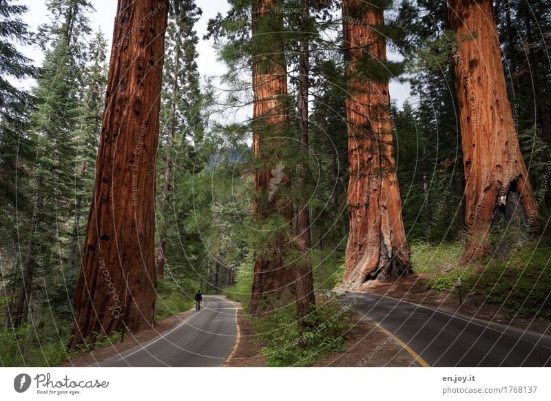 The Four Guardsmen Ferien & Urlaub & Reisen Mann Erwachsene 1 Mensch Umwelt Natur Landschaft Pflanze Baum Mammutbaum Baumstamm Wald Sequoia Nationalpark