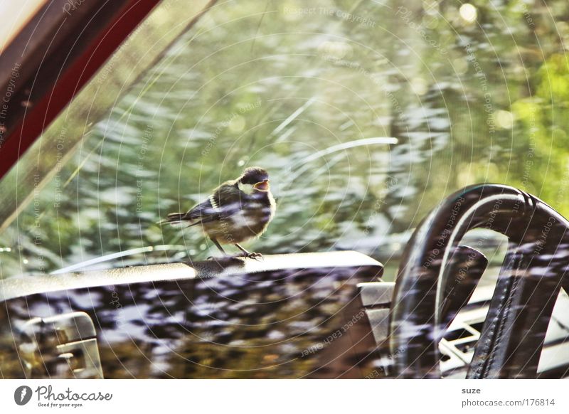 Vogelperspektive Umwelt Natur Verkehr Autofahren Fahrzeug PKW trampen Tier Wildtier 1 Lenkrad Autofenster schreien warten klein niedlich Angst Rettung Krise