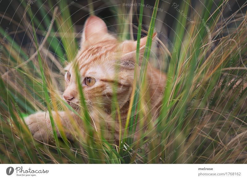 auf"lauern" Natur Sommer Schönes Wetter Pflanze Gras Grünpflanze hohe Gräser Feld Tier Haustier Katze Tiergesicht Fell Pfote Katzenohr Schnauze 1 Tierjunges