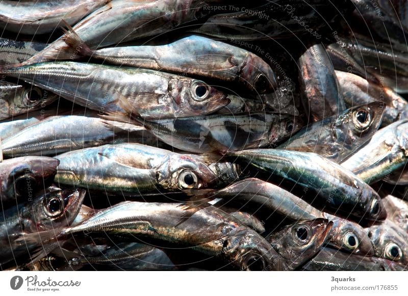 fischmarkt Farbfoto Nahaufnahme Menschenleer Lebensmittel Fisch Meeresfrüchte Ernährung Abendessen Festessen Slowfood Angeln Handel Gastronomie Tier Schwarm