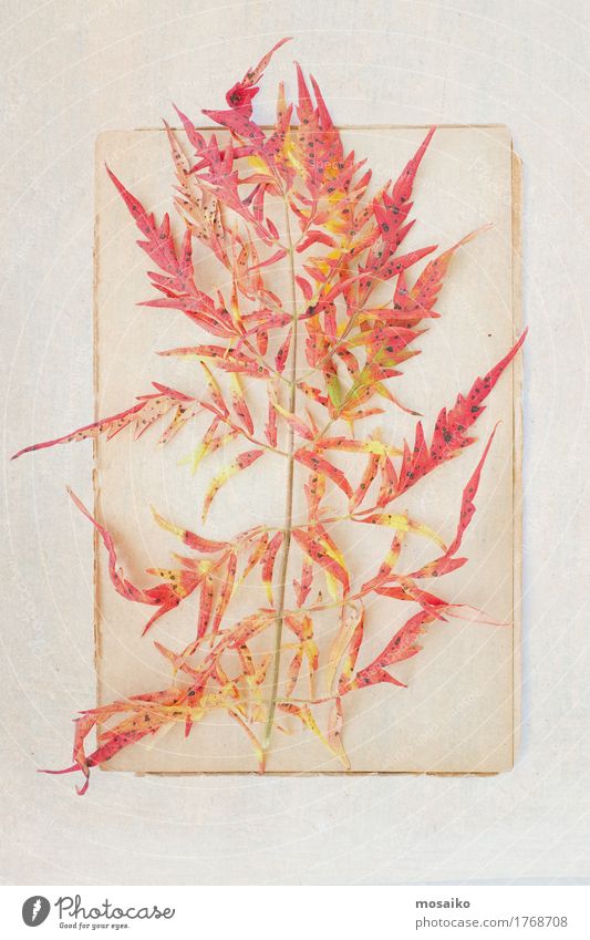 Herbarium Kunst Umwelt Natur Pflanze Herbst Blatt ästhetisch Zufriedenheit Gelassenheit einzigartig Inspiration herbstlich altehrwürdig poetisch Fundstück