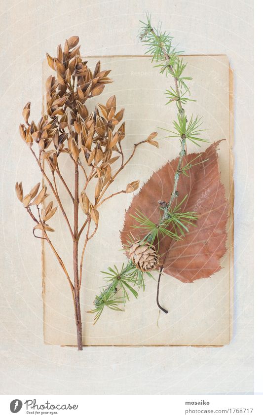 Herbarium elegant Stil Design Bildung Wissenschaften Kunst Umwelt Natur Pflanze Herbst Baum Gras Sträucher Blatt Blüte ästhetisch Kreativität Sammlung Nostalgie