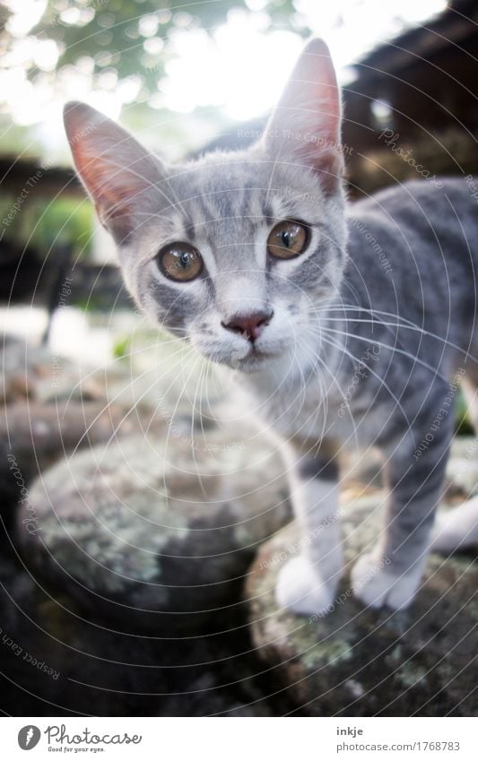korsisches Katzenkind Tier Tiergesicht 1 Tierjunges Blick klein Neugier niedlich grau Interesse Farbfoto Außenaufnahme Nahaufnahme Menschenleer Tag Licht