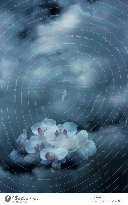 Orch-idee Farbfoto schön harmonisch Duft Wohnung Dekoration & Verzierung Himmel Wolken Gewitterwolken Pflanze Blume Orchidee Fenster Ferne Kitsch nah Gefühle
