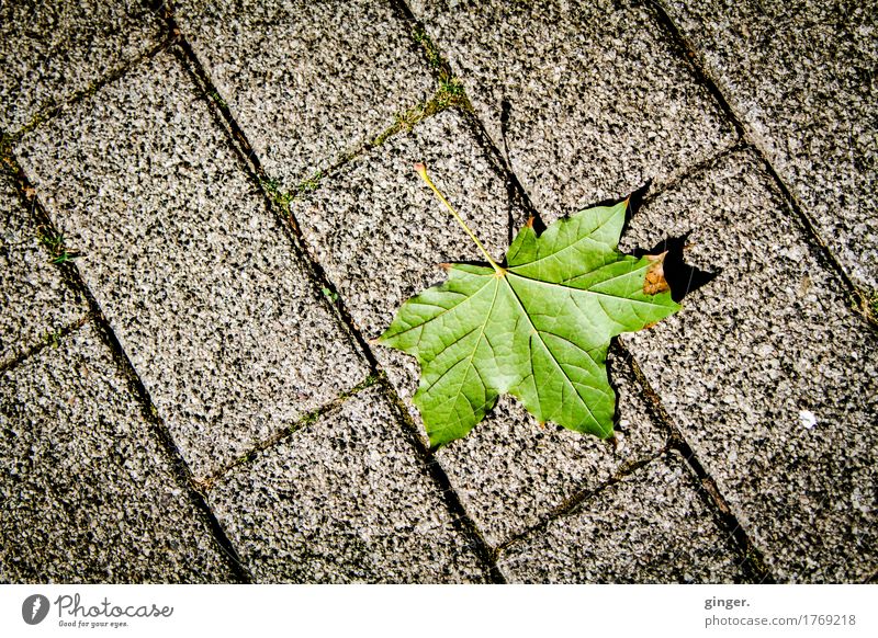 Ne Ecke Herbst (Blatt auf Pflastersteinen) Umwelt Sommer grau grün Ahornblatt Pflasterweg Wege & Pfade Blattadern vertrocknet braun meliert Linie gerade Boden