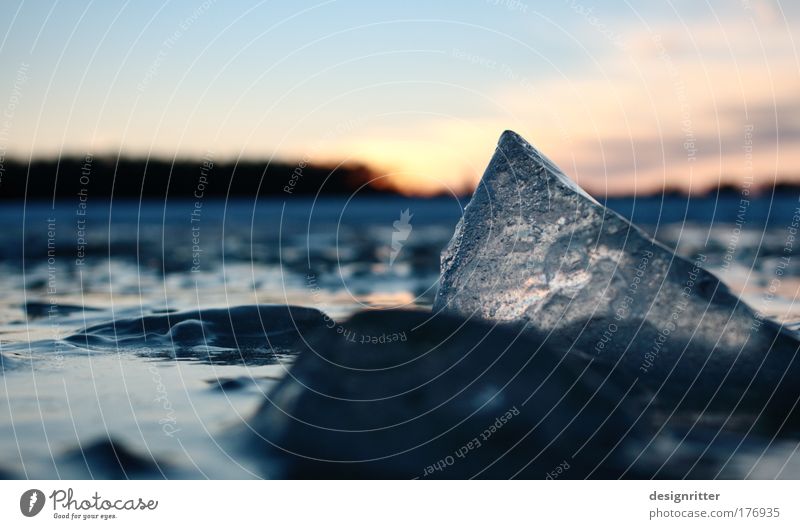 Eisbergsalat Farbfoto Außenaufnahme Nahaufnahme Detailaufnahme Menschenleer Textfreiraum links Textfreiraum oben Abend Dämmerung Licht Silhouette Sonnenaufgang