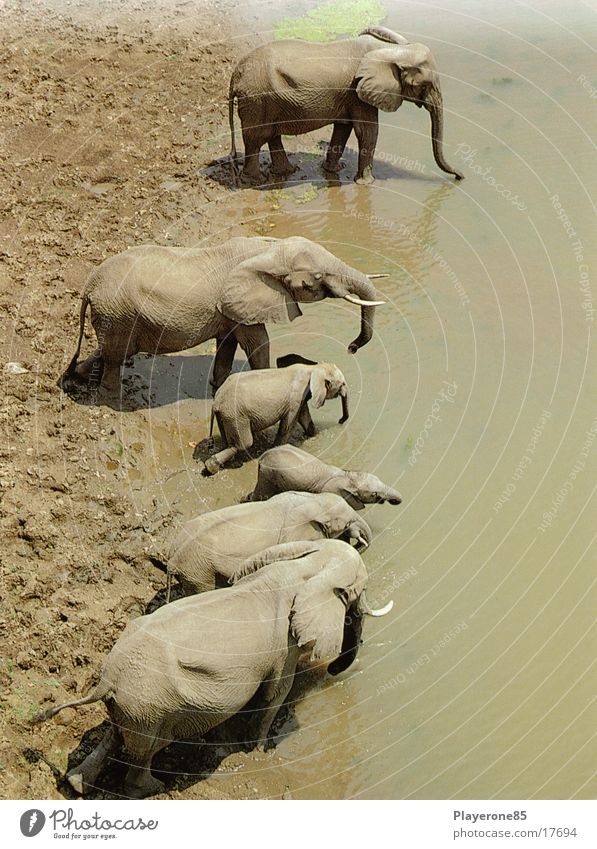 Elefanten Afrika Wasser