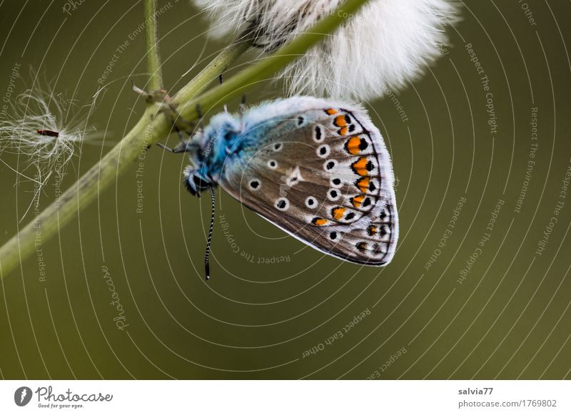 Kopfüber Umwelt Natur Pflanze Tier Sommer Blüte Wildpflanze Samen Stengel Wildtier Schmetterling Flügel Insekt Bläulinge 1 verblüht ästhetisch natürlich blau