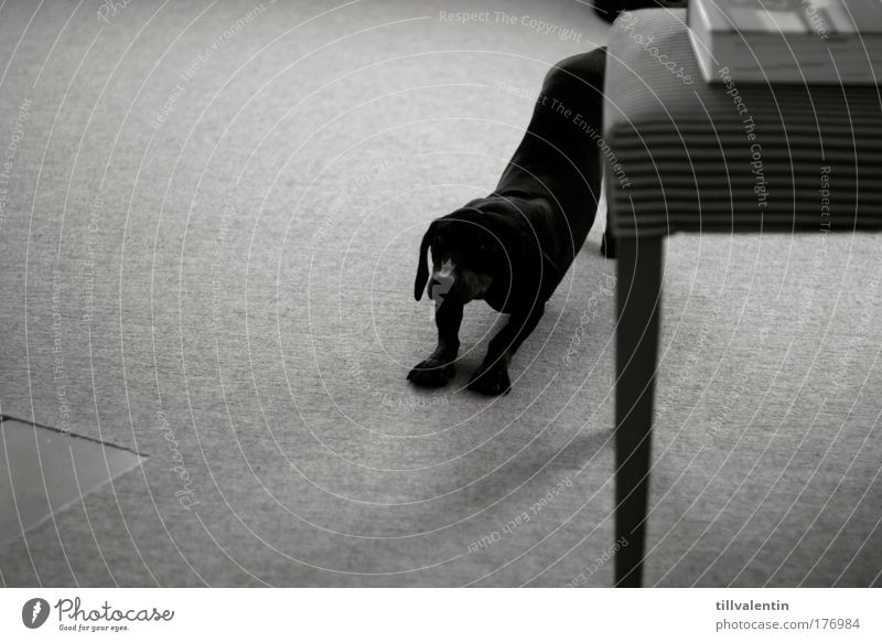 Guten Morgen! elegant Haustier Hund 1 Tier schwarz Müdigkeit schlafen aufstehen strecken Dackel Tag Schwarzweißfoto Innenaufnahme Menschenleer