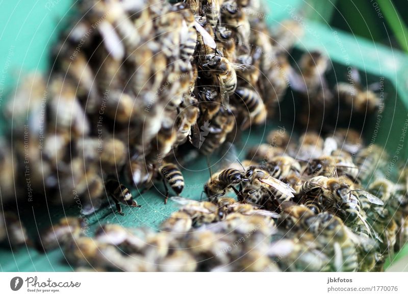 klangfarbe / das Summen der Bienen Lebensmittel Ernährung Umwelt Natur Tier Nutztier Wildtier Flügel Schwarm Freude Glück Fröhlichkeit Zufriedenheit