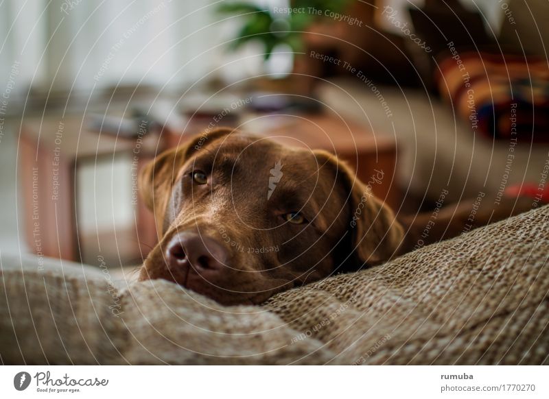 Labrador Dayna Häusliches Leben Wohnung Haustier Hund 1 Tier Erholung liegen schön braun Vertrauen Sicherheit Geborgenheit Zufriedenheit Zusammenhalt Sofa