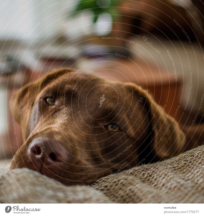 Labrador, schoko-farben, Tierportrait Wohnung Haustier Hund Tiergesicht 1 liegen Blick Freundlichkeit schön braun Zufriedenheit Vertrauen Schutz Geborgenheit