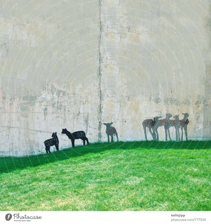 volkszählung Farbfoto mehrfarbig Außenaufnahme Tag Schatten Totale Tierporträt Mauer Wand Nutztier Zoo Streichelzoo Tiergruppe Herde Tierjunges Tierfamilie