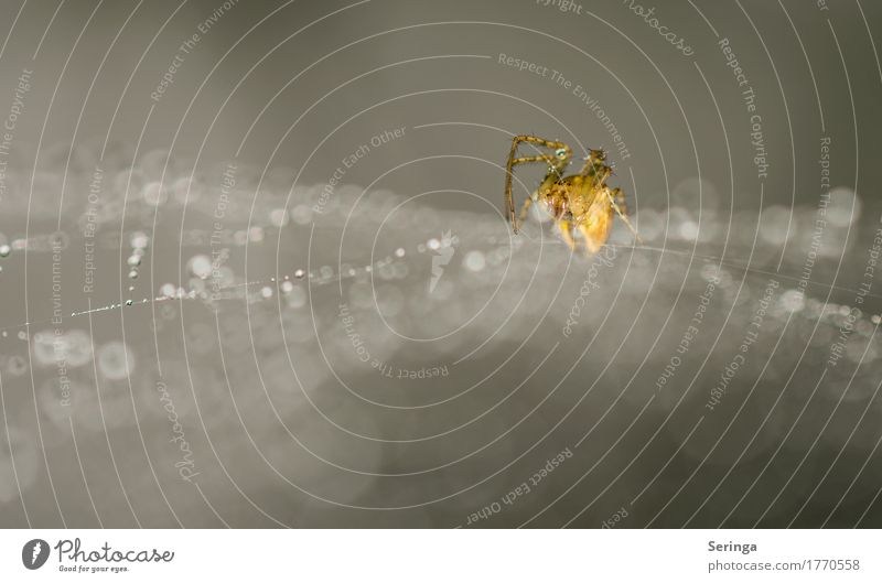 Abwartend-Spider im Netz Umwelt Natur Landschaft Pflanze Tier Sommer Garten Park Wiese Wald Wildtier Spinne Tiergesicht Krallen 1 Fressen glänzend Spinnennetz