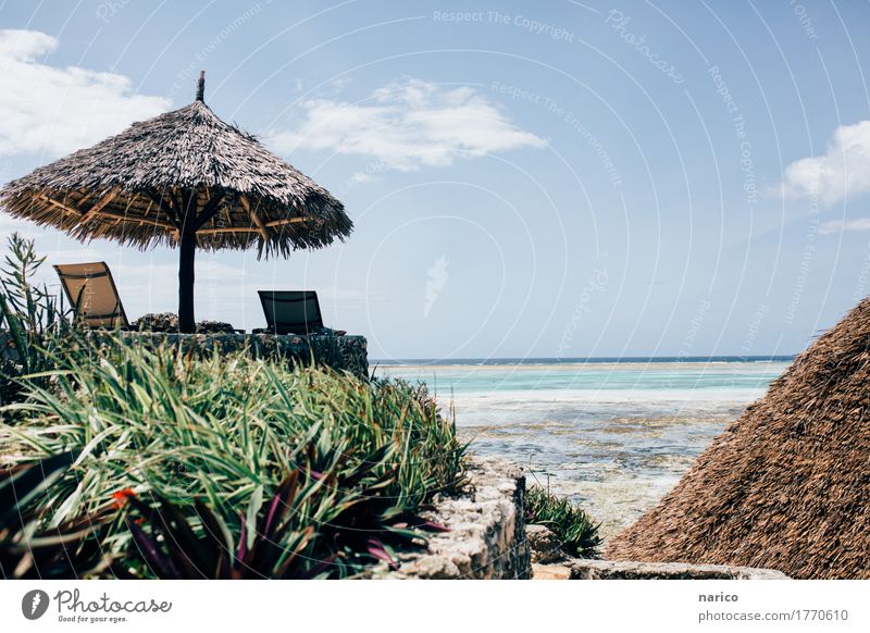 Zanzibar VIII Sonne Sommer Strand Erholung Reichtum Ferien & Urlaub & Reisen Wellness Tansania Urlaubsfoto Urlaubsstimmung Afrika Sansibar Farbfoto