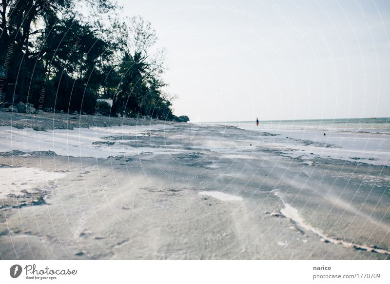 Zanzibar XI Natur Landschaft Sand Luft Sonnenaufgang Sonnenuntergang Sonnenlicht Sommer Schönes Wetter Wind Pflanze Strand Menschenleer laufen Sansibar Afrika