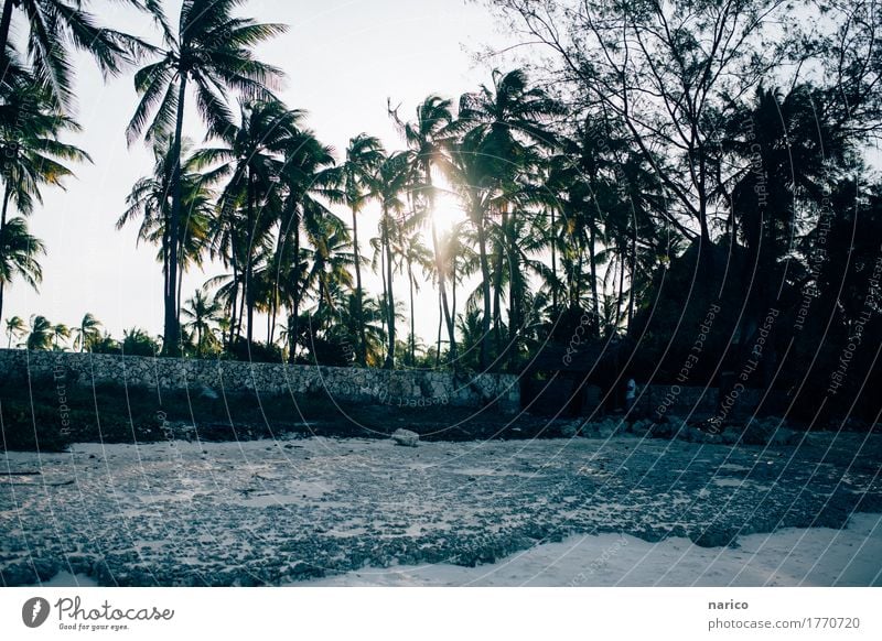 Zanzibar XII Umwelt Natur Landschaft Sand Sonne Schönes Wetter Palme Strand Haus Hütte schön Warmherzigkeit Romantik Hoffnung Horizont Sansibar Tansania Afrika