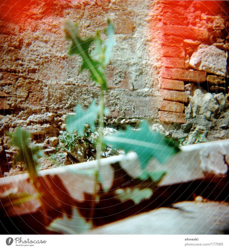 Löwenzahn Farbfoto mehrfarbig Außenaufnahme Experiment Holga Menschenleer Schatten Kontrast Unschärfe Umwelt Natur Sommer Pflanze Blume Mauer Wand grün rot