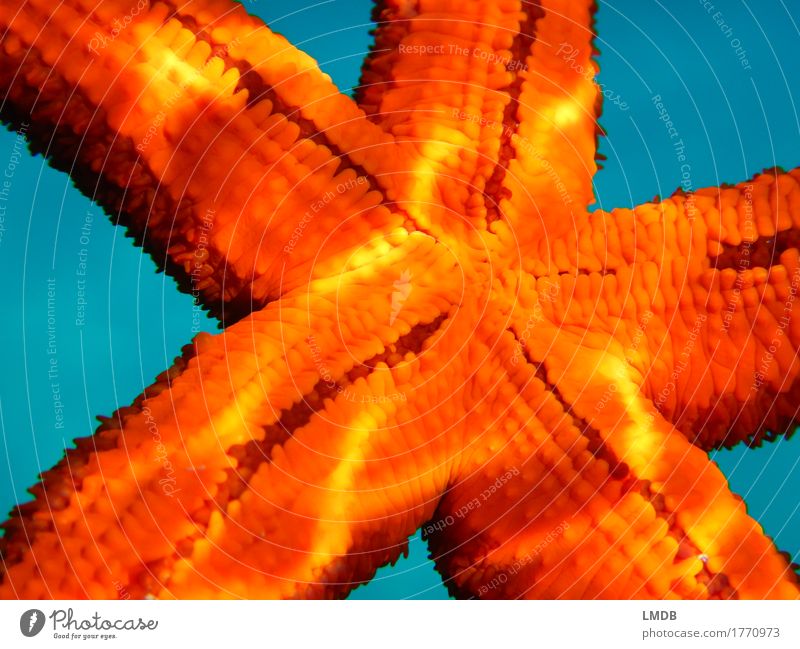 *Sternchen* Umwelt Natur Strand Bucht Riff Meer Tier 1 blau orange Stern (Symbol) Seestern Licht Unterwasseraufnahme Meerestier Farbfoto Nahaufnahme