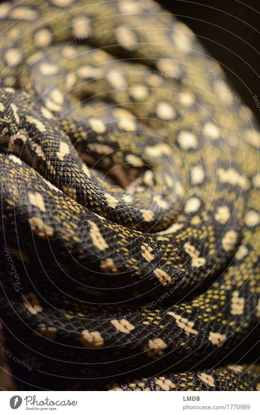 Schlangen-Schnecke Tier Wildtier 1 exotisch gelb gold schwarz Spirale drehen gerollt Schlangenhaut Schlangenmaserung Schuppen Muster Gift gefährlich Angst