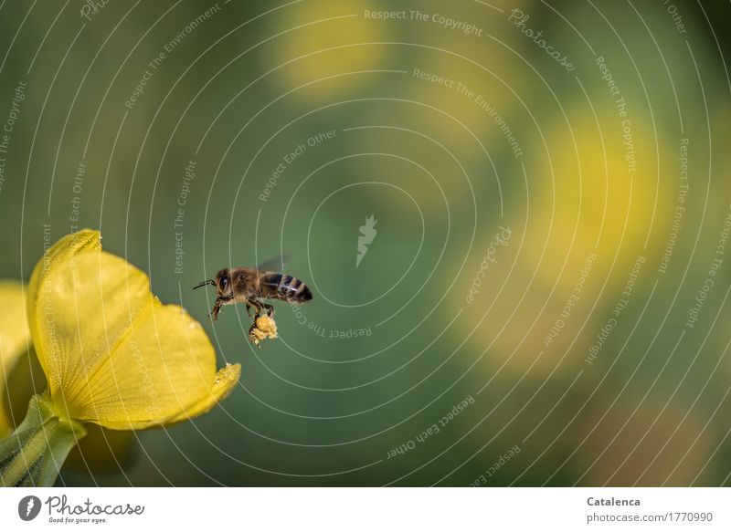 Ziel erreicht, fliegende Honigbiene mit Pollenlast Natur Pflanze Tier Sommer Blume Blüte Sumpf-Dotterblumen Garten Nutztier Biene 1 Arbeit & Erwerbstätigkeit