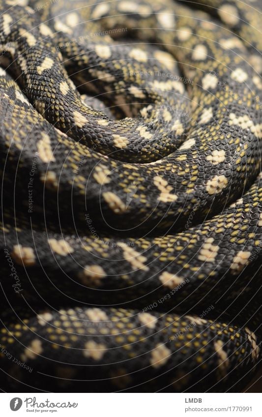Schlangen-Schlaufe Tier Wildtier gelb gold schwarz Terrarium Schlangenhaut Schlangenleder Schlangenmaserung Muster Schuppen Schlangenlinie Spirale gedreht Angst