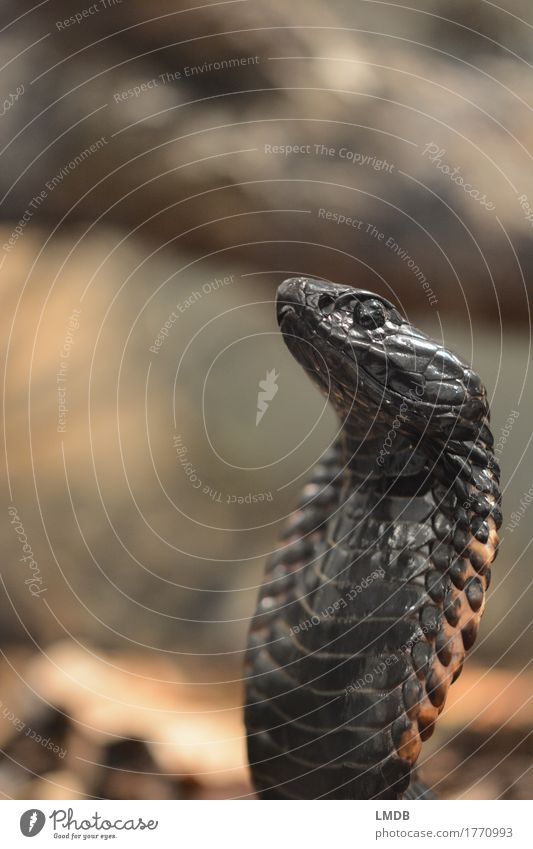 Königskobra Tier Wildtier Schlange Tiergesicht Schuppen 1 exotisch schwarz Kobra Kopf Auge Spannung erhaben Stolz edel Hochmut Farbfoto Gedeckte Farben