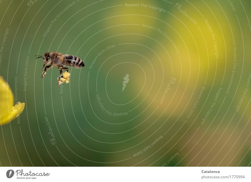 Lastträgerin; fliegende Honigbiene mit Pollenlast Arbeitsplatz Sommer Garten Nutztier Biene 1 Tier Arbeit & Erwerbstätigkeit Blühend Duft tragen Erfolg braun