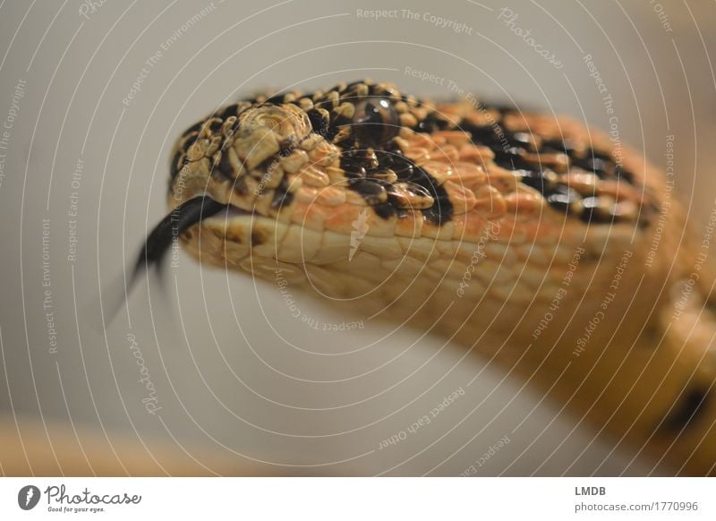 Schlangen-Zungeln Tier Wildtier 1 orange schwarz Schuppen Kopf züngeln Zischen Angst gespaltene zunge Auge Maul Spannung beobachten Farbfoto Nahaufnahme