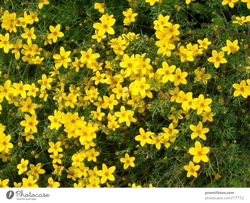 Bergblumen / Foto: Alexander Hauk Natur Blume grün Pflanze Frühling Wiese Farbfoto Außenaufnahme Tag sommer sonne sonnenschein gras alpen gelb wanderung berg