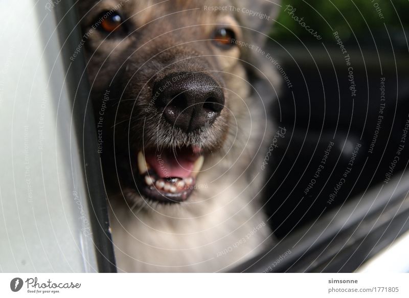 Hund schaut aus einem Auto Lifestyle Freude Wohlgefühl Sommer Wärme Straßenverkehr Autofahren Fahrzeug PKW Tier Haustier Pfote 1 heiß lustig Spitze feminin