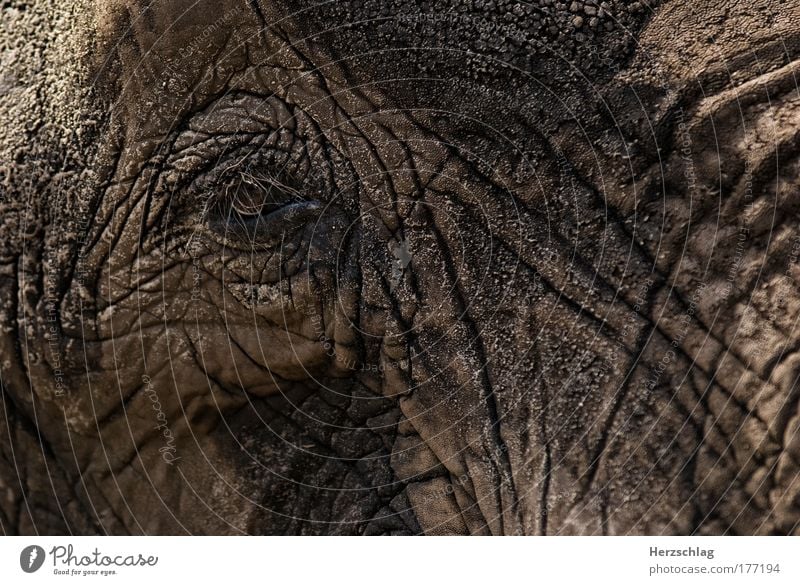 magical elephant eye Farbfoto Außenaufnahme Muster Strukturen & Formen Kontrast Starke Tiefenschärfe Tierporträt Blick in die Kamera Zoo Elefant Elefantenhaut